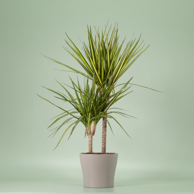 dracaena-marginata-sunray-zimmerpflanze-t17_400x400.jpg