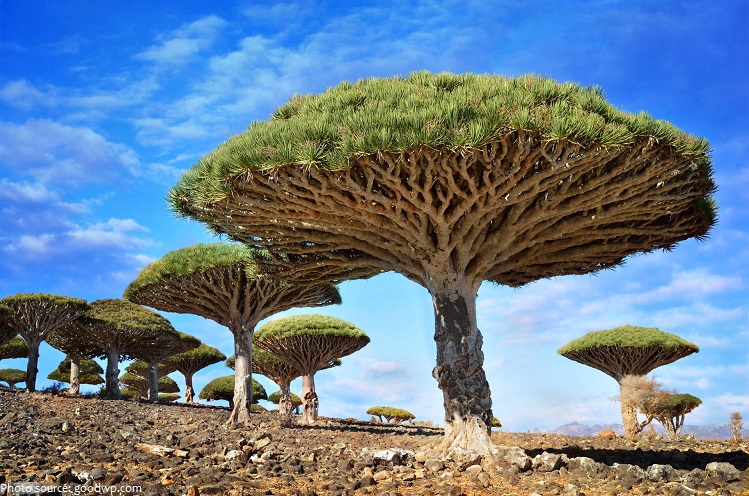 dragon-blood-trees.jpg