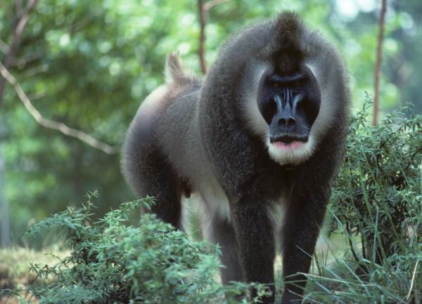 drill monkey africa.jpg