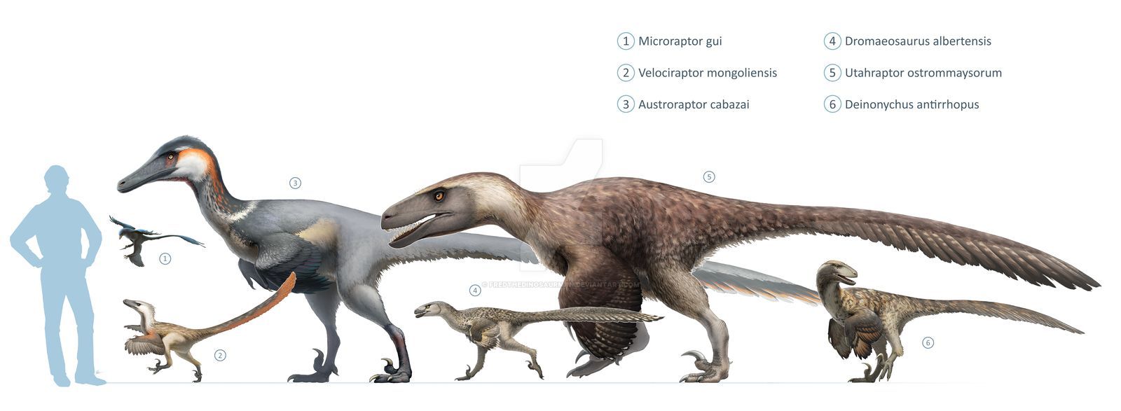 dromaeosauridae_size_chart_for_wikipedia_by_fredthedinosaurman_dbq2veh-fullview.jpg