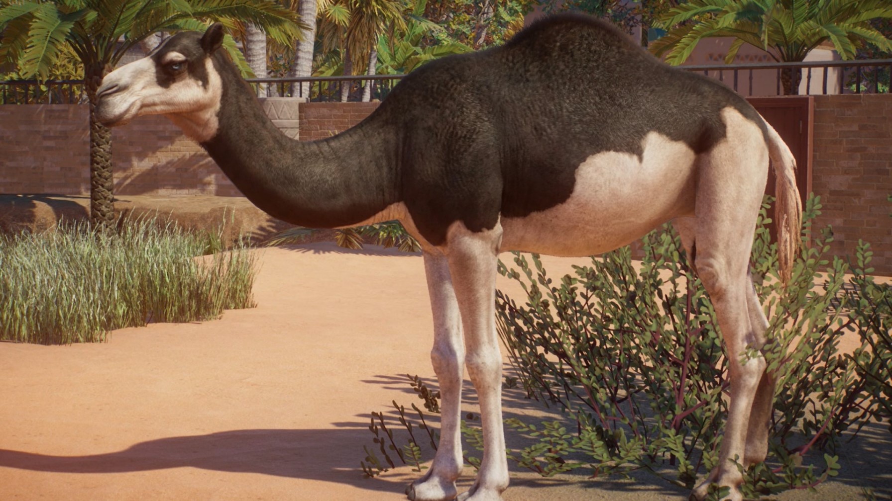 Dromedary.jpg