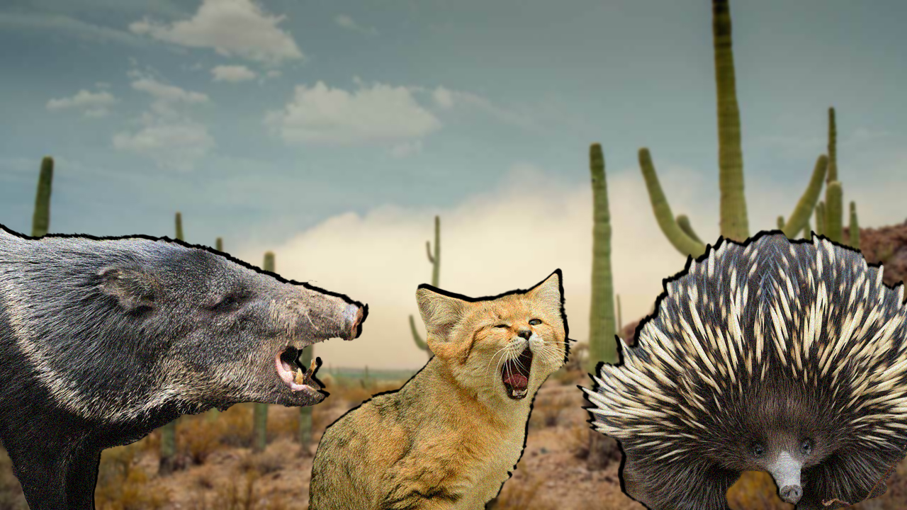 drylands-wishlist.jpg