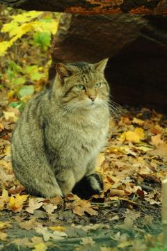 DSC_0597.jpg