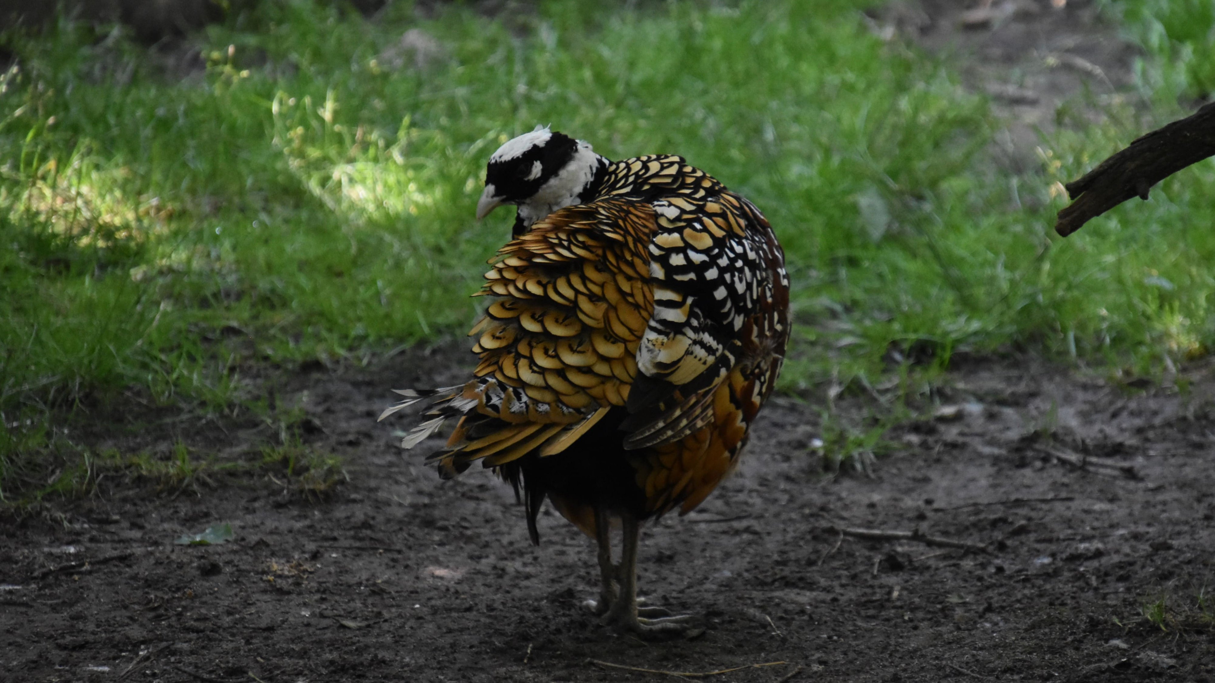 DSC_0875.jpg