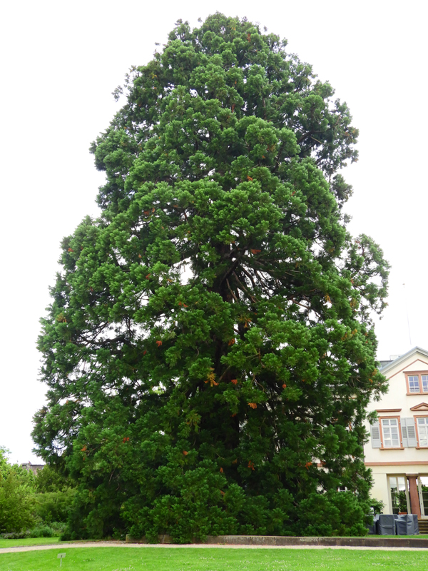 DSklCN3116.jpg