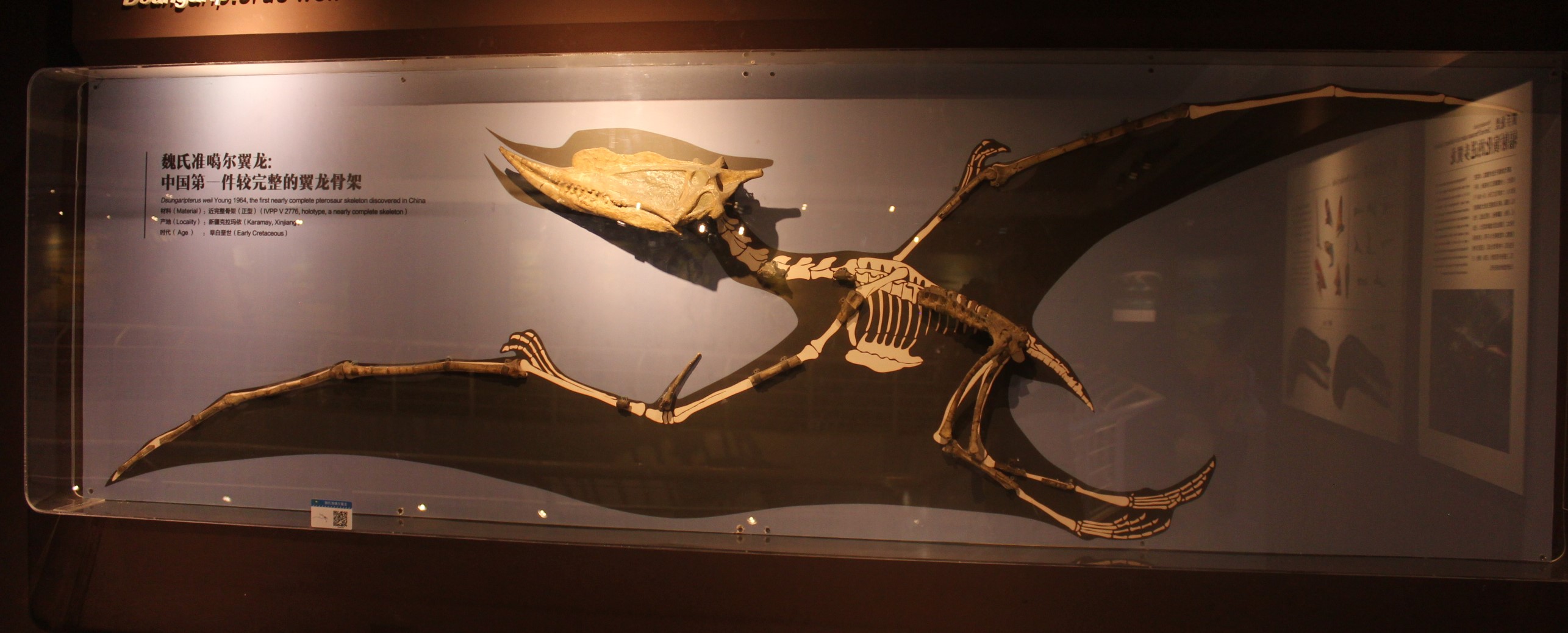 Dsungaripterus-Paleozoological_Museum_of_China.jpg