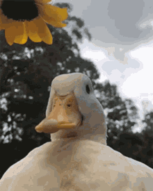 duck.gif