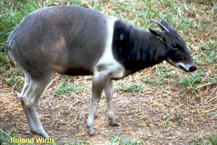 Duiker.jpg