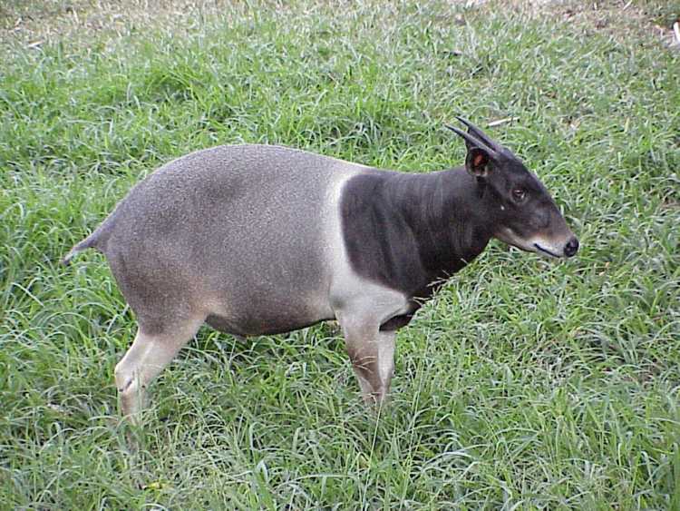 Duiker_Jentink.jpg