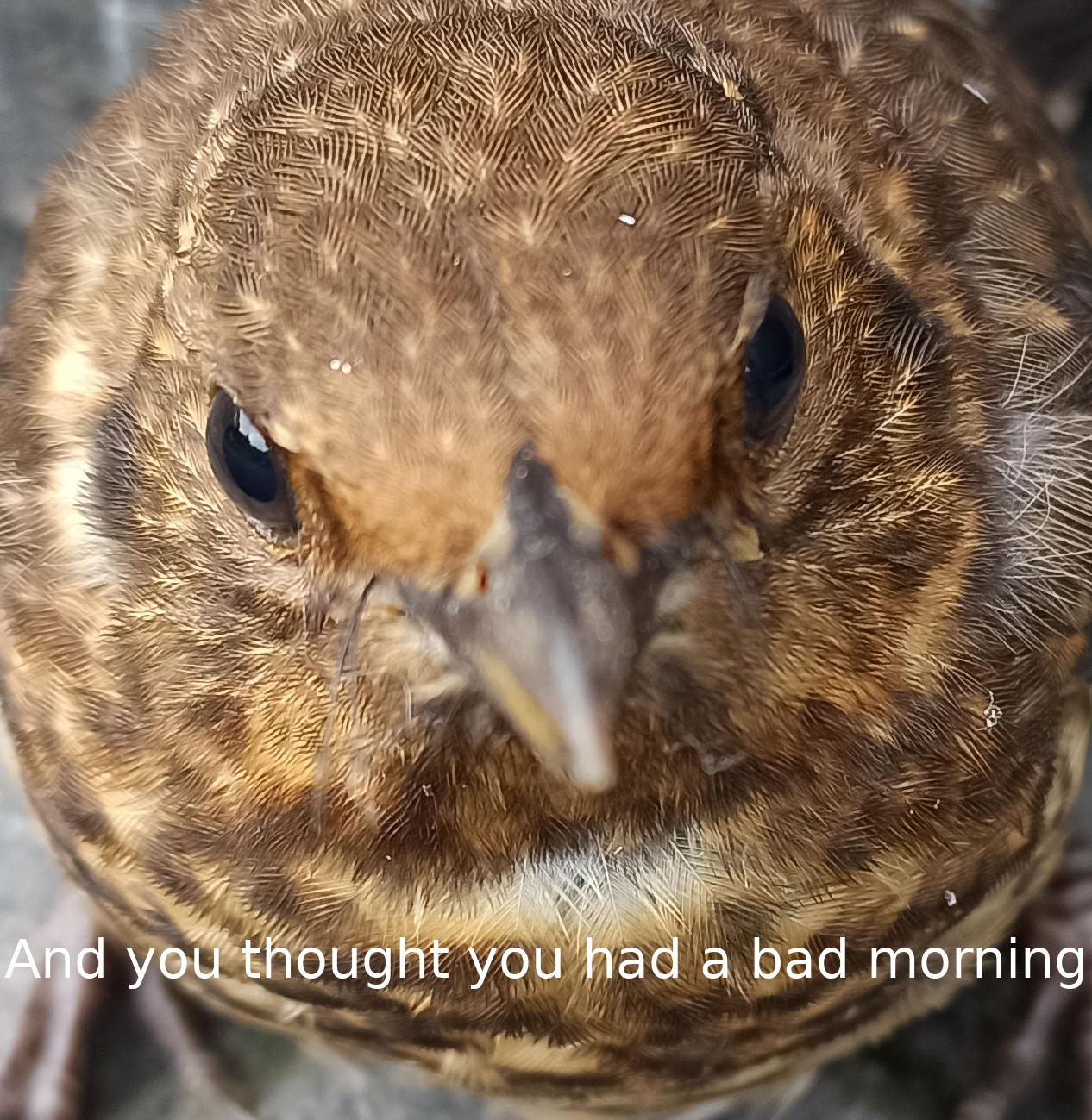 dummervogel2.jpg