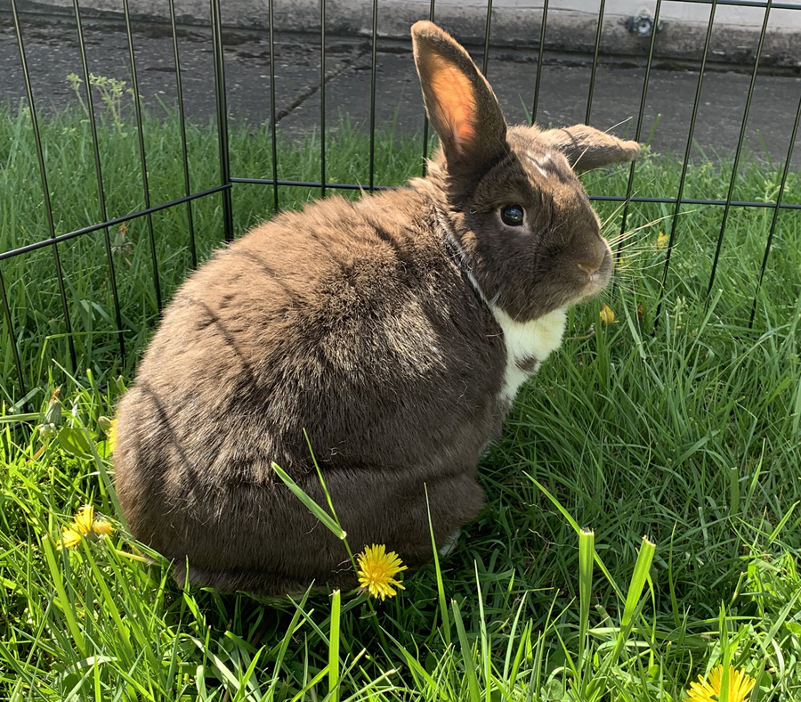 dusty in grass.jpg