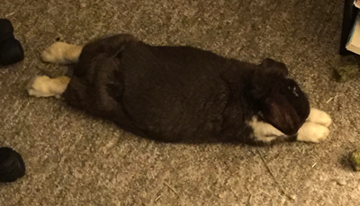 dusty stretch.png