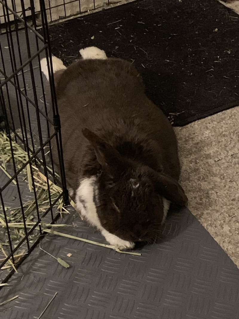 dusty1.jpg