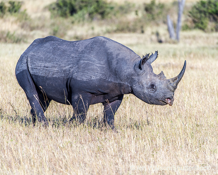 E-black-rhino-species-page.jpg