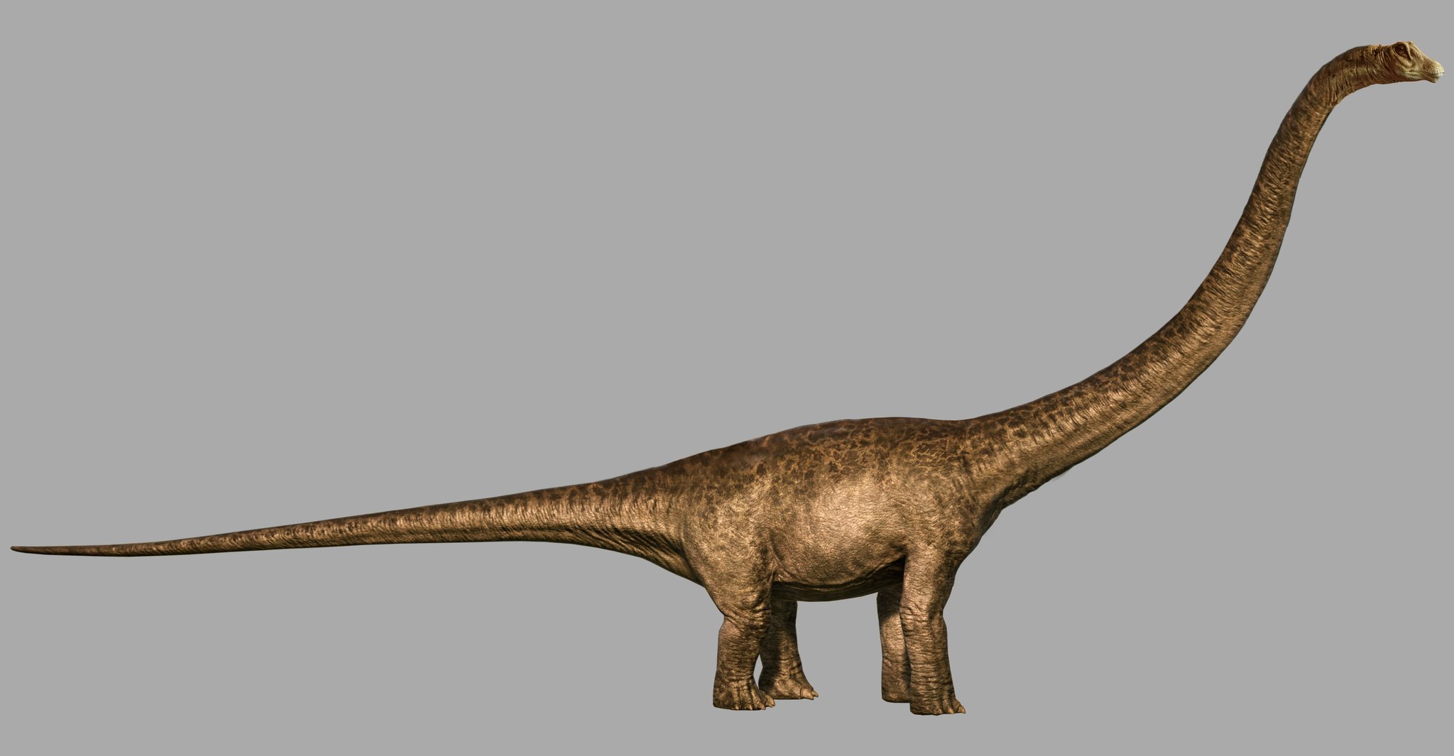 春夏新作モデル TLW Mamenchisaurus | Frontier Forums ミュージック