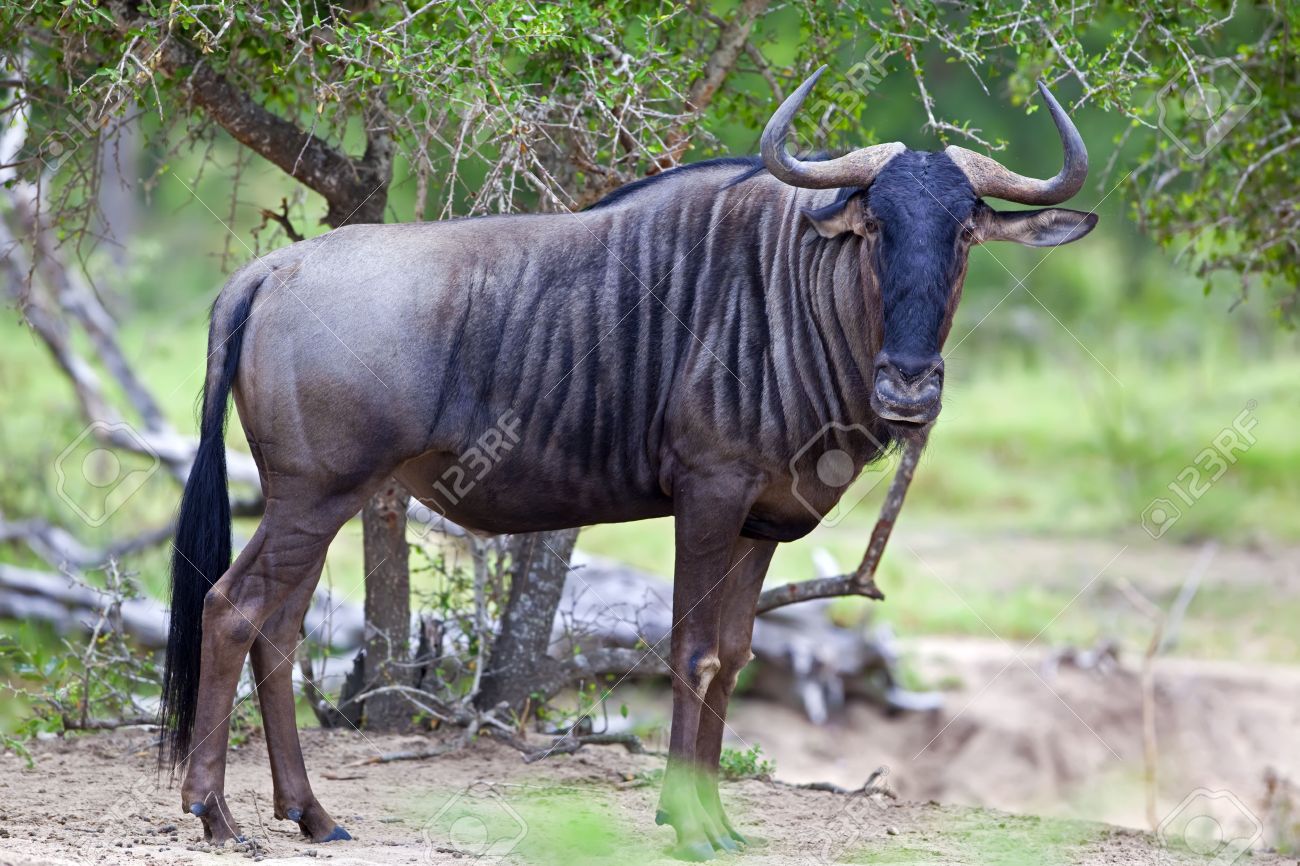Five similar animals I wouldn’t mind in game | Frontier Forums