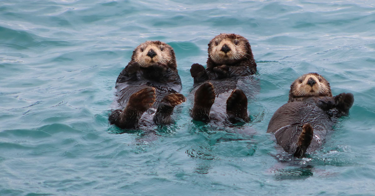 EAC_Otters_savethem-e1695676447396.jpg