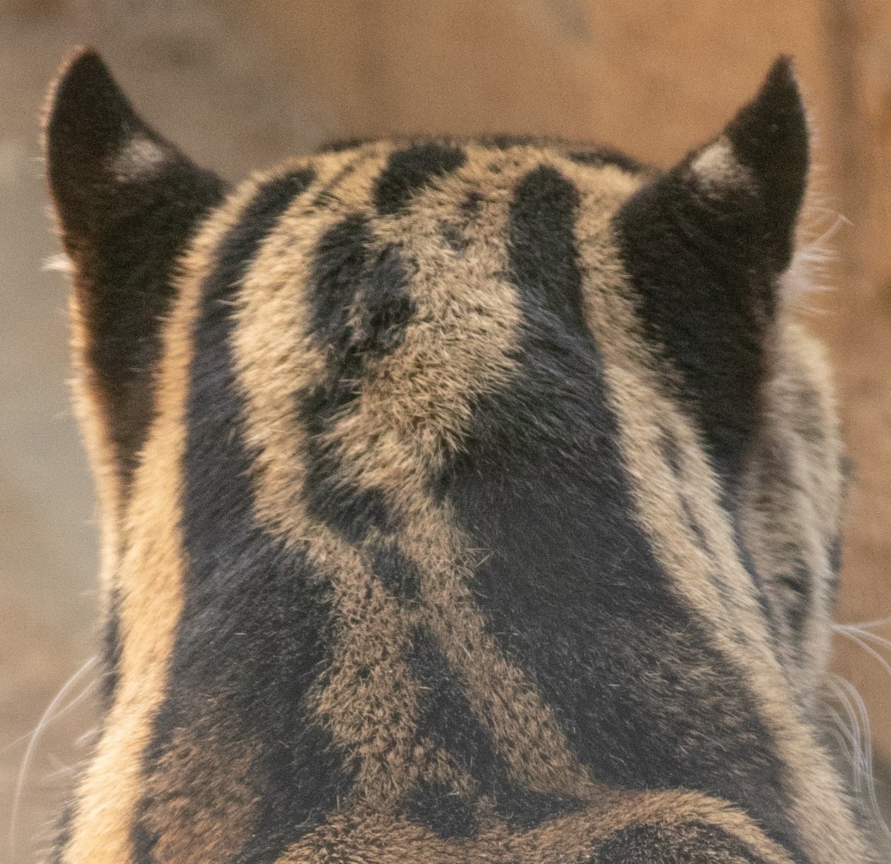 ear.jpg