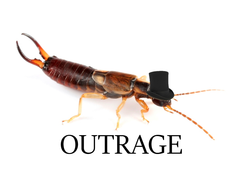 EARWIGHAT.jpg