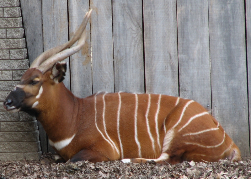 Eastern - mountain bongo.jpg