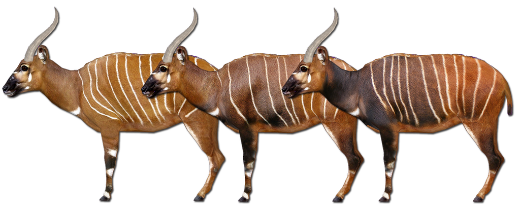eastern_bongo_variants_by_grandechartreuse-d84r88c.png