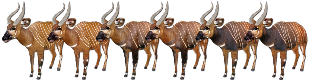 eastern_bongo_variants_update_by_grandechartreuse-d84u7be.png