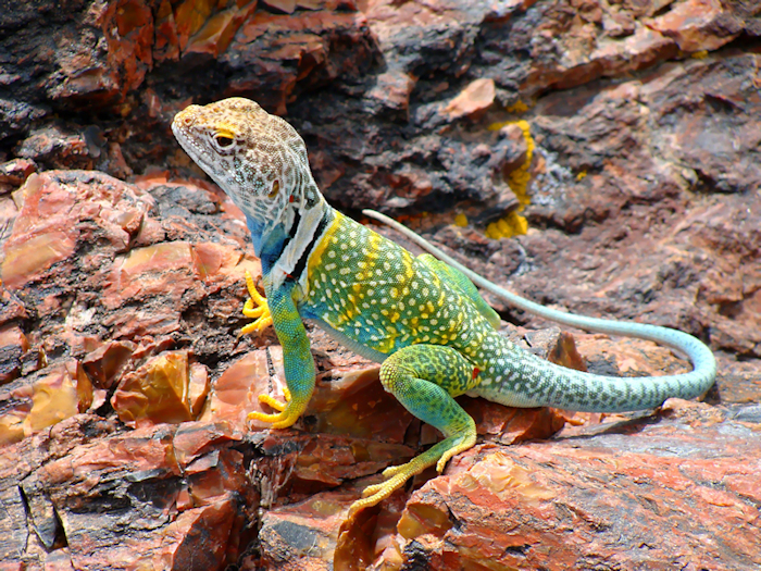 easterncollaredlizard.jpg