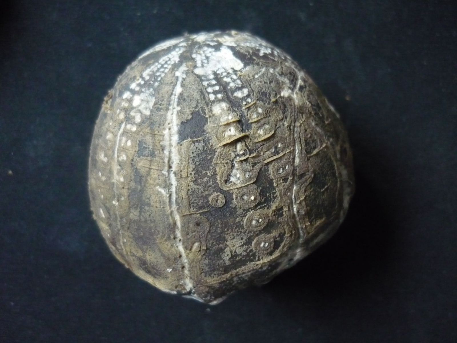 echinderm scutata.jpg