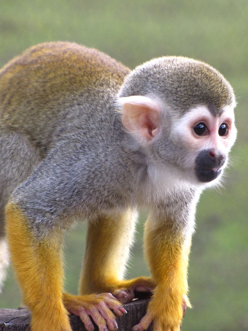Ecuadorian squirrel monkey.jpg