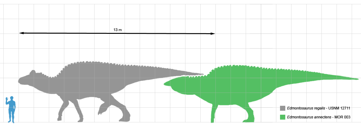 Edmontosaurus_scale.png