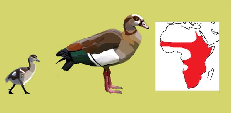 Egyptian goose.jpg