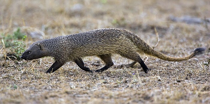 egyptian-mongoose.jpg