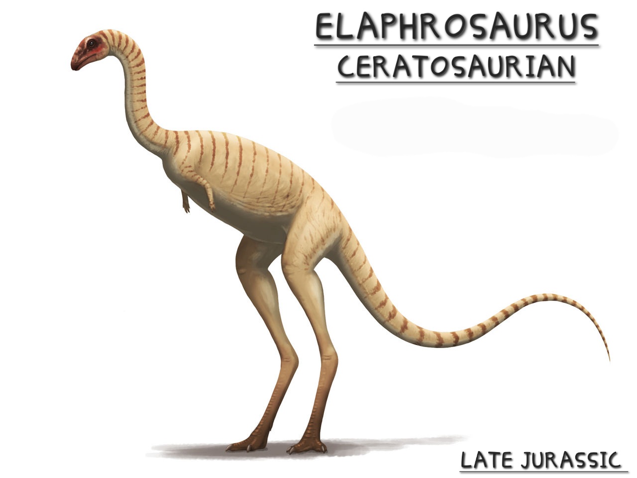 elaphrosaurus_by_y_forest_dfqvbvi-fullview.jpg