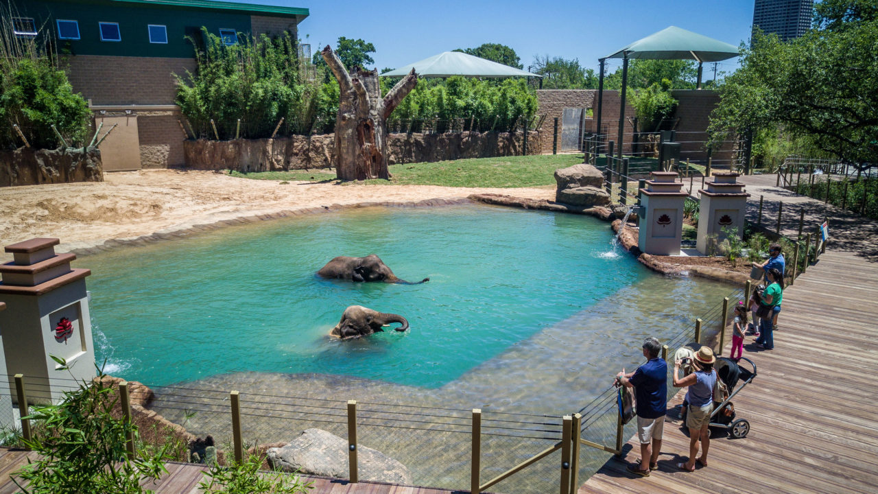 Elephant-Bull-Yard-0005-0031-1280x720.jpg