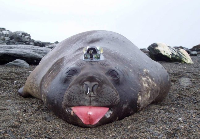 elephant-seal-1-647x450.jpg