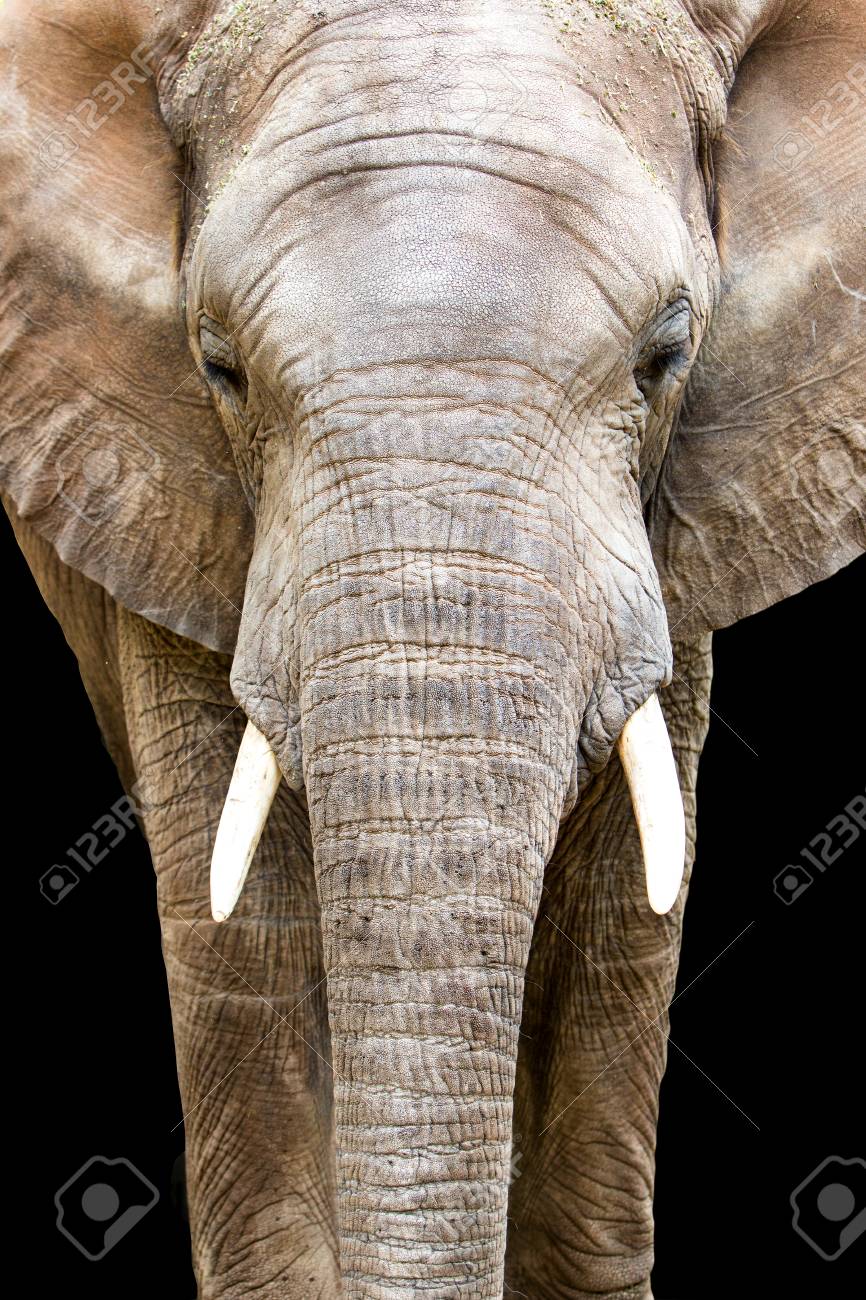 elephant2.jpg