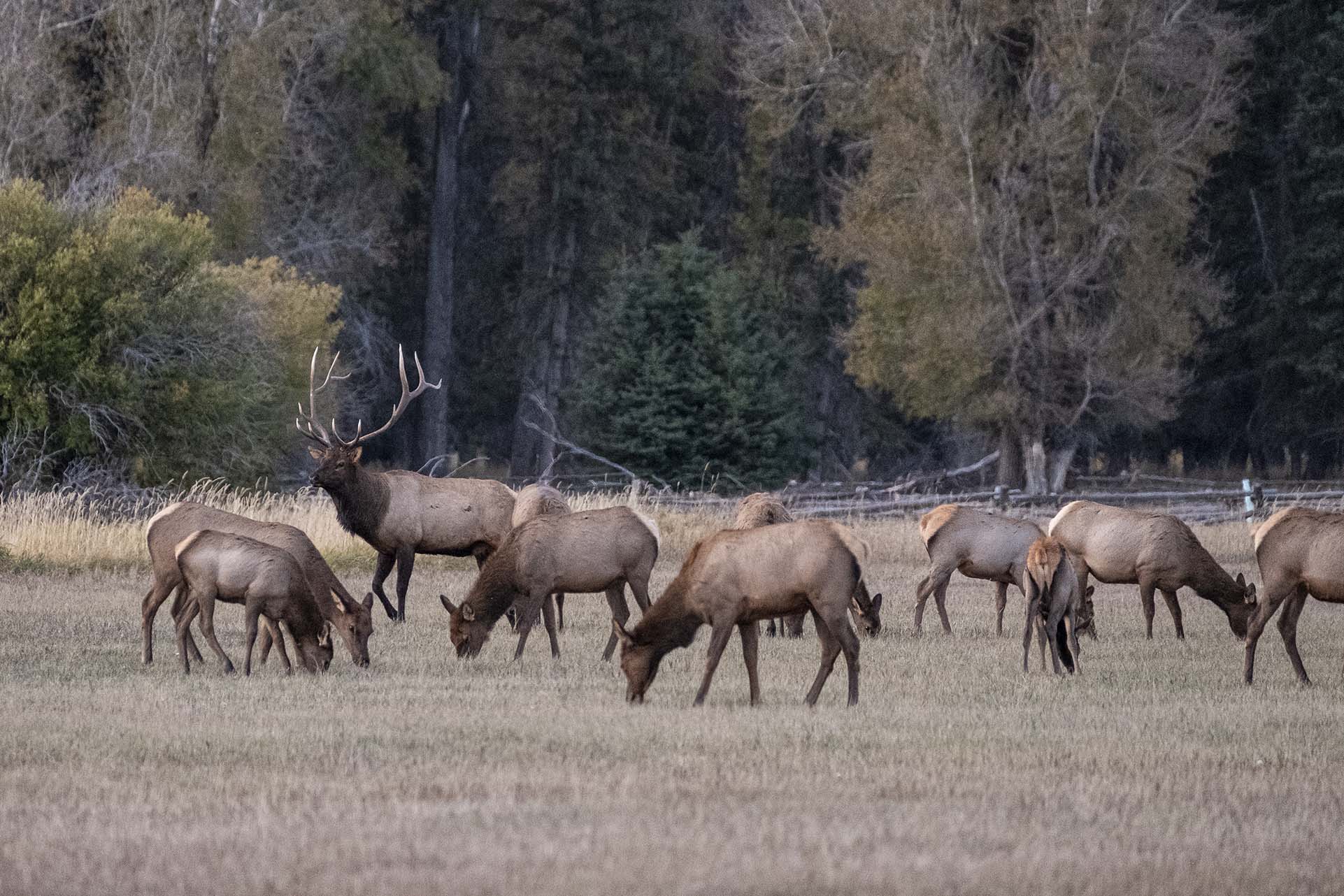 elk-herd-bar-b-bar-ranches-jackson-hole-034.jpg