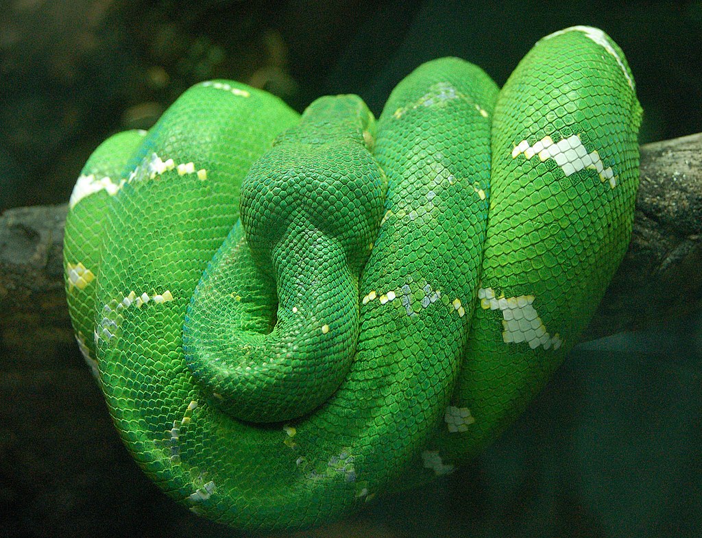 Emerald_Tree_Boa_Wrapped_on_a_Branch_2480px.jpg