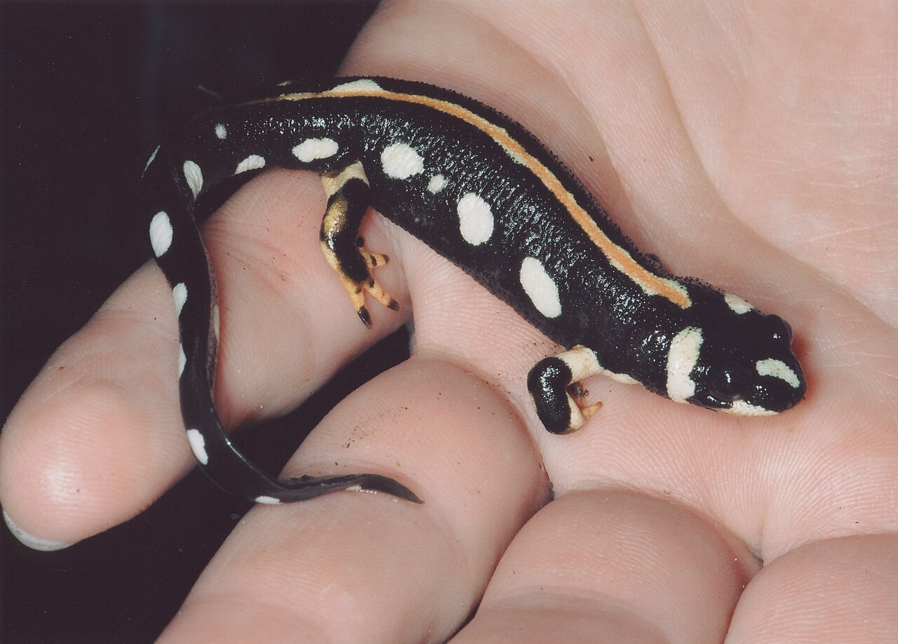 emperor spotted newt.jpg
