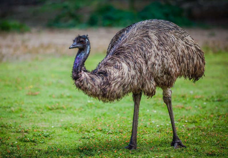 EMU.jpg