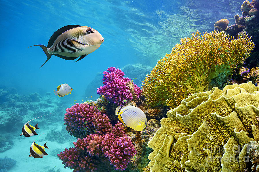 entranceunderwater-scene-with-coral-reef-and-john-walker.jpg