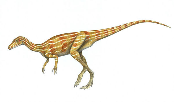 eoraptor-eoraptor-18965275.jpg