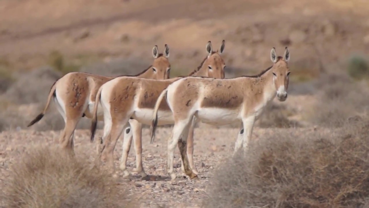 Equus hemionus.jpg
