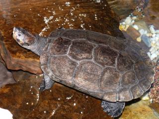 Erymnochelys madagascariensis.jpg