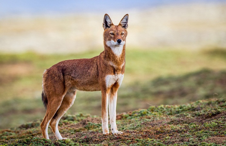 Ethiopian-Wolf-Pictures.jpg