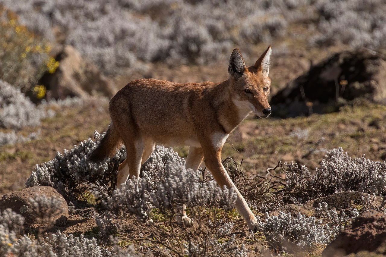 Ethiopian_wolf_(Canis_simensis_citernii).jpg