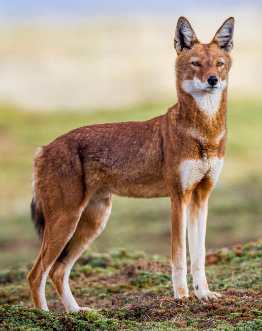 Ethiopian_Wolf_RL.PNG.png