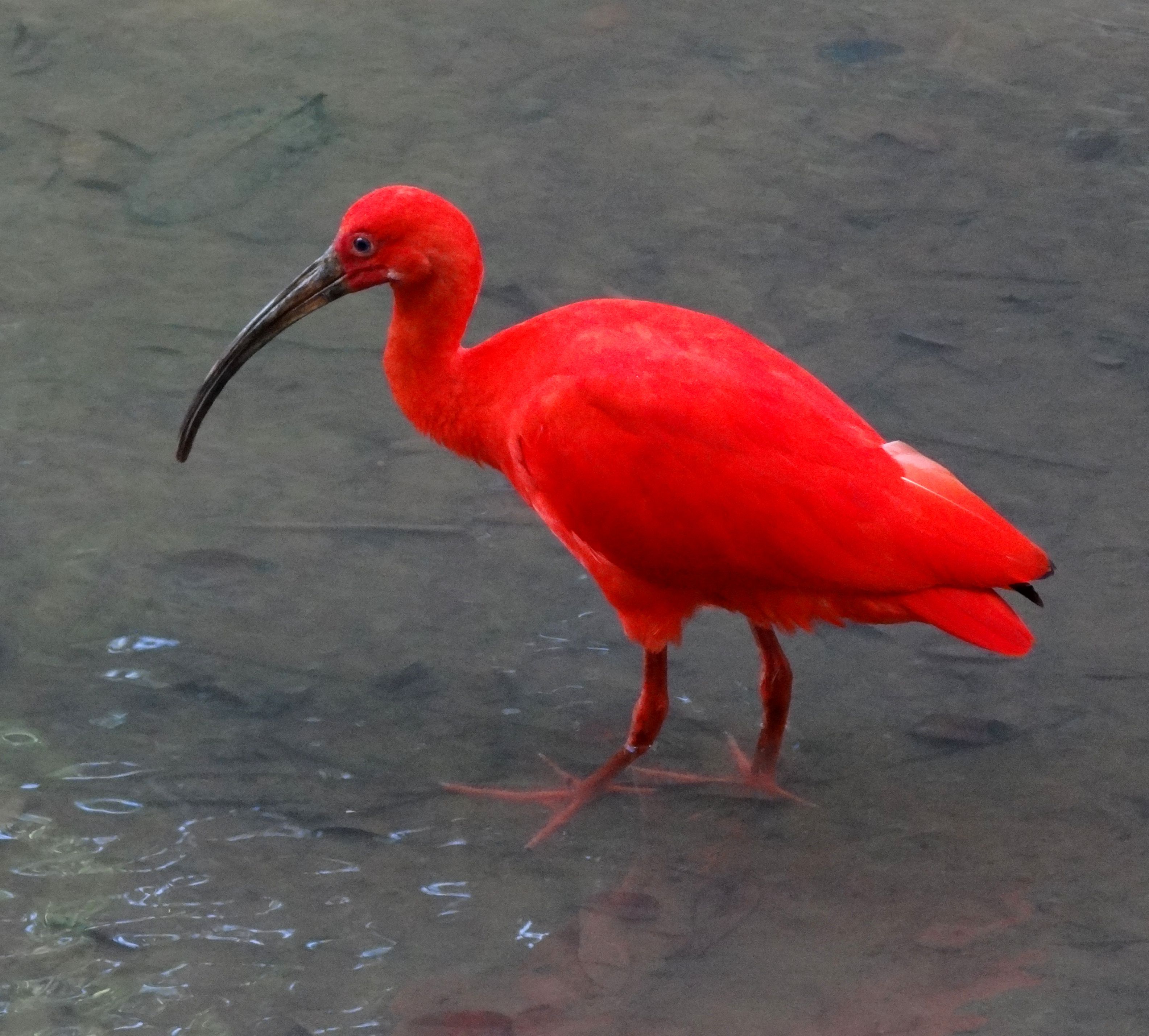 Eudocimus_Ruber_Wading_KL-1341327583.jpg