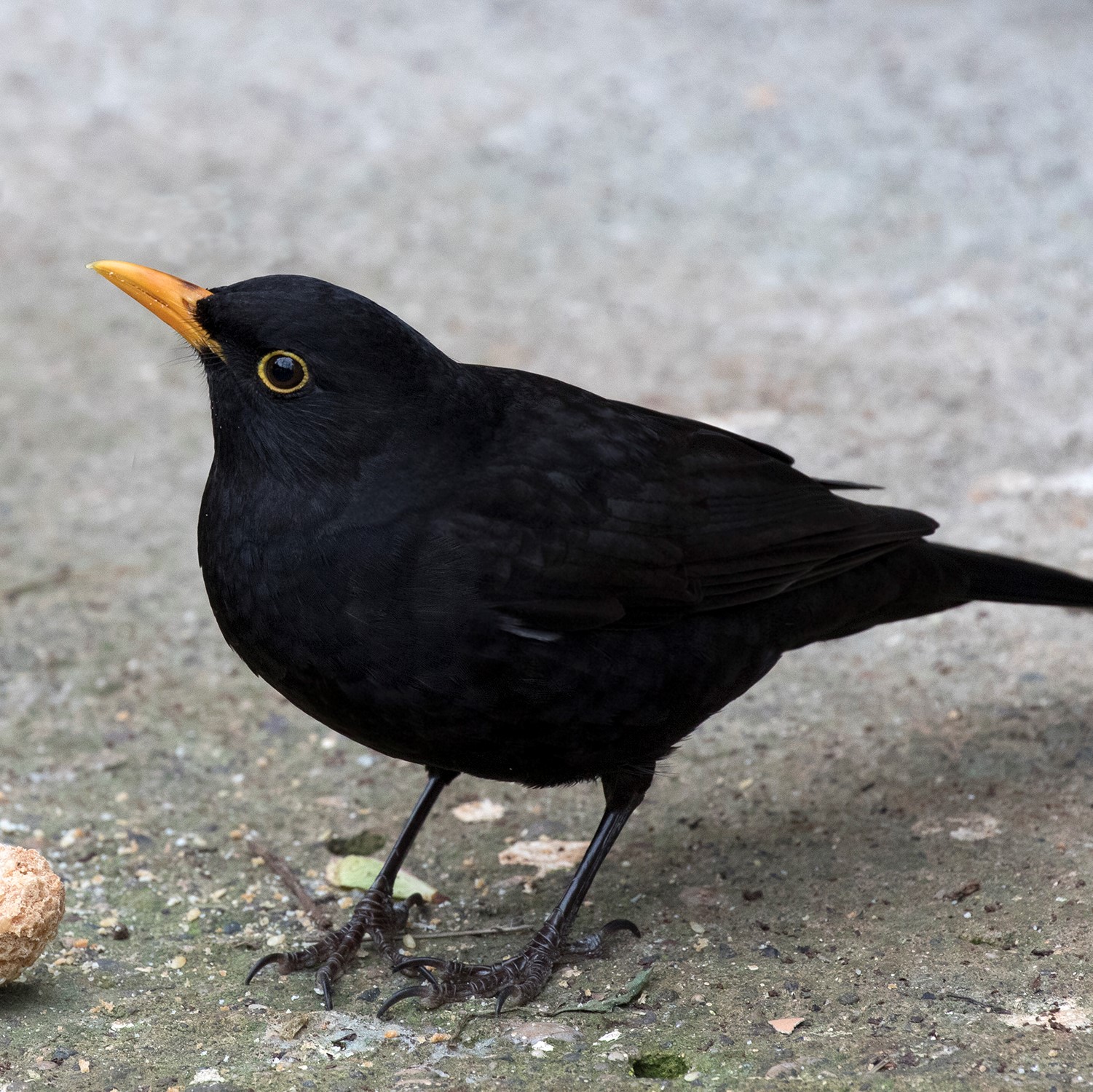 Eurasian blackbird.jpg