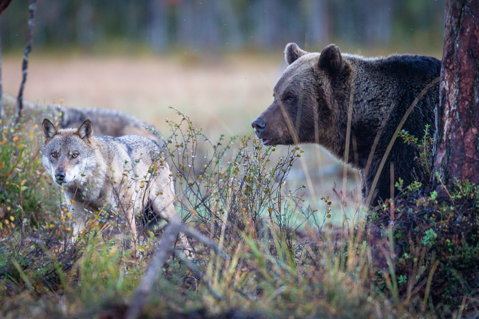 eurasian-brown-bear-gray-wolf.jpg
